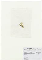 藏品(海木耳)的圖片